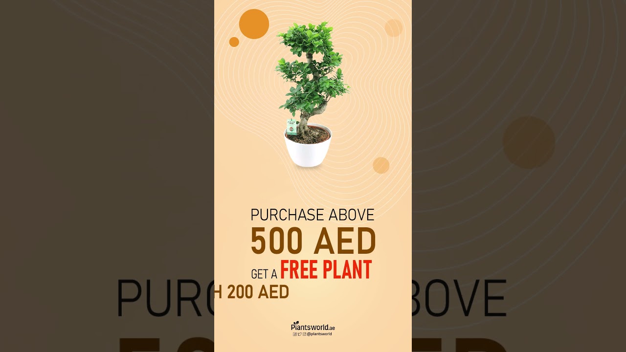 August Special Offer