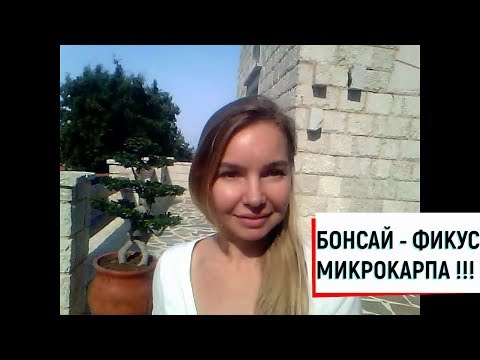 БОНСАЙ - ФИКУС