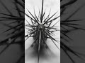 Made with motion mosh