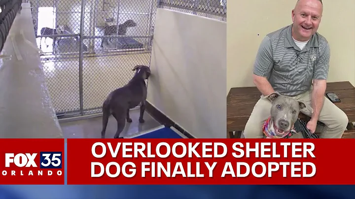 Longtime shelter dog finally gets forever home