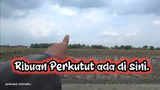 Momen Langka!  Musim Ribuan burung perkutut turun di sawah dan mencari makan