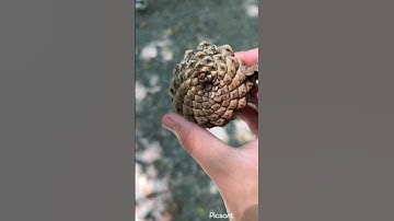 Fibonacci sequence on a pine cone