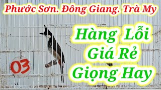 TRÀ MY PHƯỚC SƠN ĐÔNG GIANG #chaomaotranphuong#chaomaotranphuongquannam