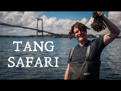 Video: Hvordan Forskellige Tang Og Tang Er Forskellige