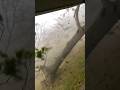 Man Watches a Tornado Destroy His Neighborhood From His Porch #fypage #fup