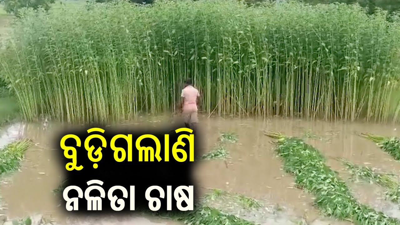farmers concerned over falling prices of raw jute in Salepur || Kalinga ...