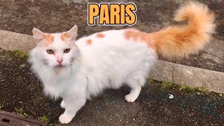 I met beautiful cats today    Are they stray cats or not?     Paris , FRANCE