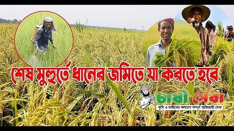 শেষ মুহুর্তে যা করতে হবে বোরো ধানের যত্নে