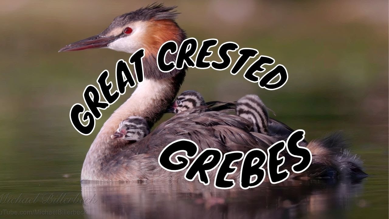 Great Crested Grebe (Podiceps cristatus) with Chicks