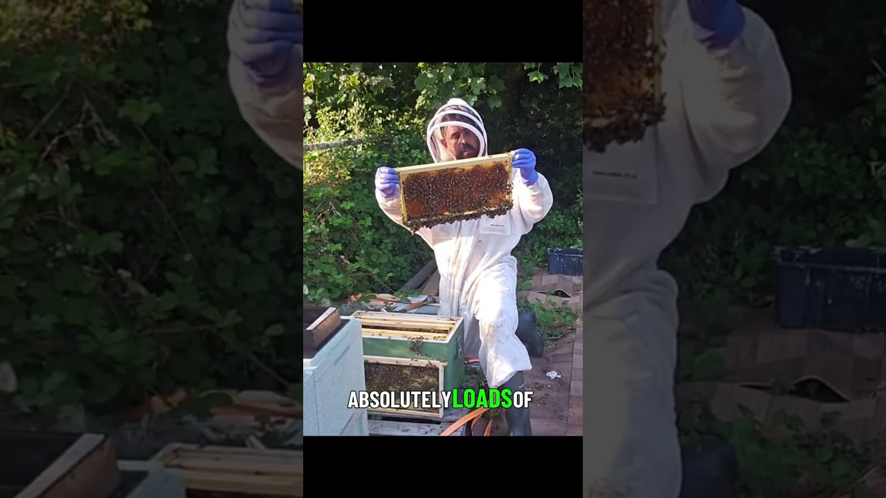 The Queen’s Busy Life – Laying Eggs! 👑 | The Honey Herd  