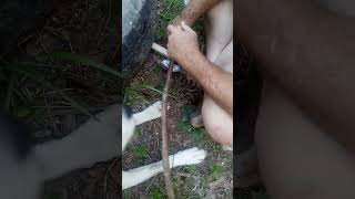 friction fire 🔥 from the devil's walking stick