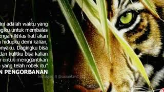 Story WA Harimau