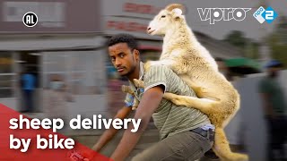 Sheep delivery in Ethiopia | VPRO Metropolis