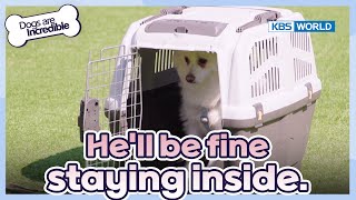 He'll be fine staying inside. [Dogs Are Incredible : EP.217-4] | KBS WORLD TV 240430