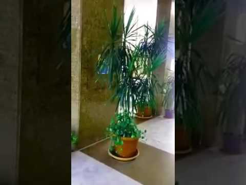 الأرض أرض الإله و بنشوف الشجر طارح