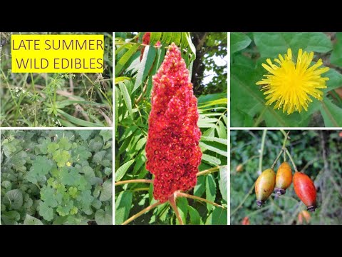 September - Wild