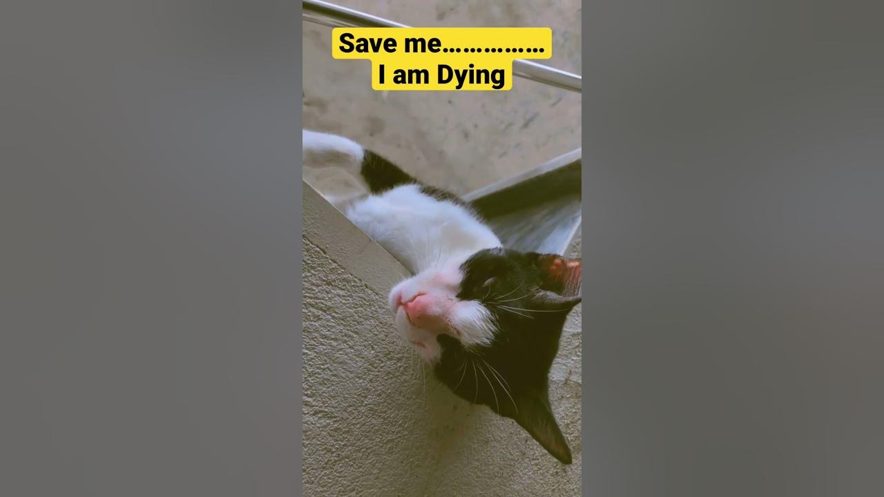 cats-dying-of-hunger-catvideos-youtube