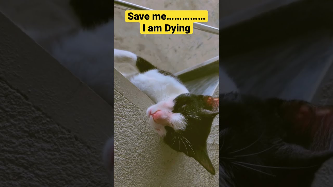 Cats Dying Of Hunger catvideos YouTube Cats Dying Of Hunger catvideos YouTube