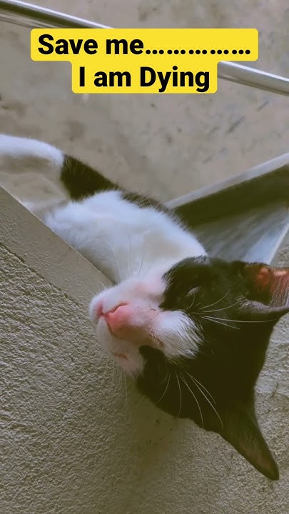 cats-dying-of-hunger-shorts-catvideos-youtube