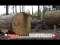 Велика вода: чи справді захід України тоне через вирубку лісів