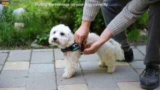 julius k9 harness measuring guide