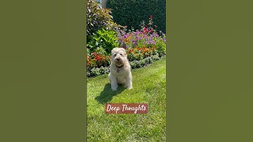 Deep Thoughts… Spelling 🐶 @TheJessiiShow #TheManniiShow.com/series