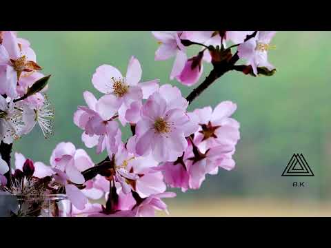 حالات واتس اب دينيه اني ذكرتك فاخضرت بساتيني اناشيد إسلاميه مقاطع انستقرام دينيه قصيره