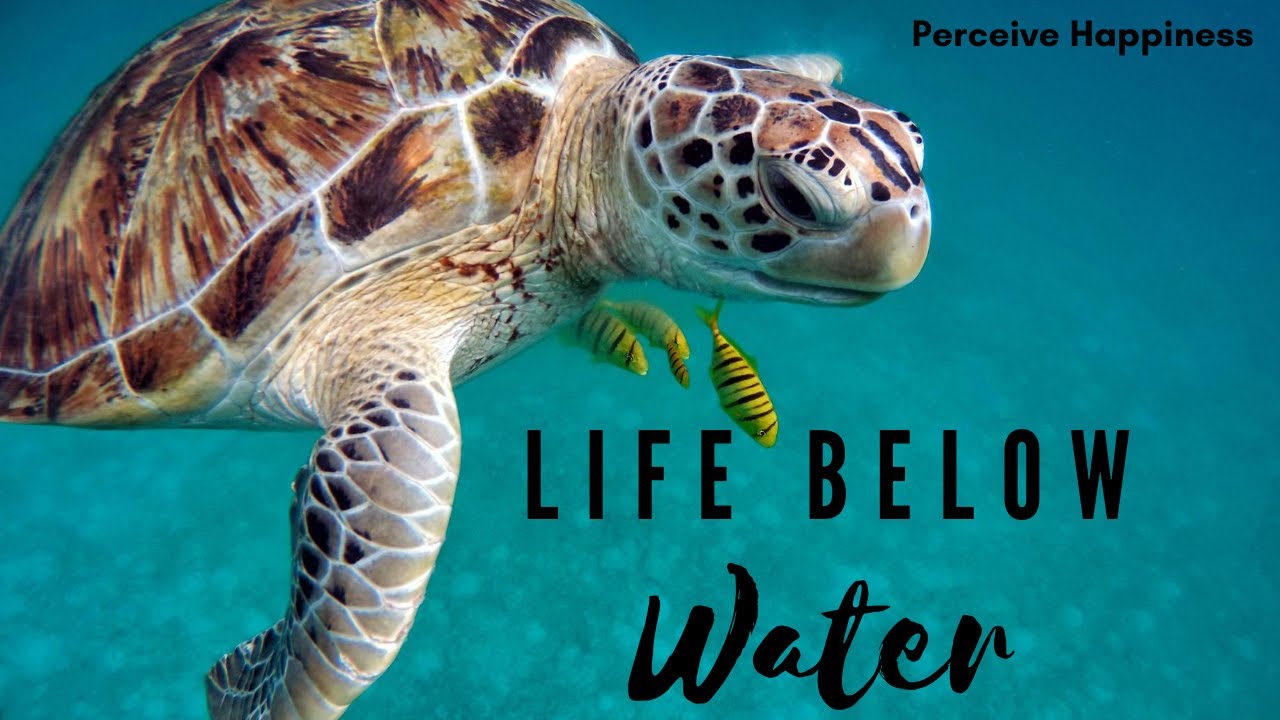 Sustainability Goal #14: Life Below Water - YouTube
