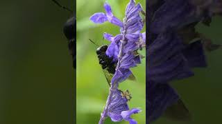 Southern Carpenter Bee sips Sage nectar, cleans up, flies away