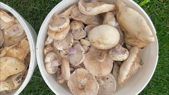 Беларусь Республикасындағы секс, Ивацевичи