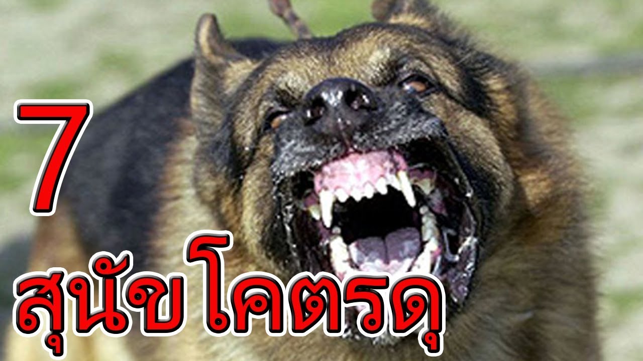หมา ดุ ที่สุด ใน โลก  Update  7 สายพันธุ์ สุนัขดุร้ายที่สุดในโลก ที่ควรจะต้องระวังกันไว้ !!