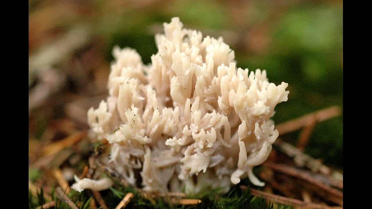 Clavulina coralloides