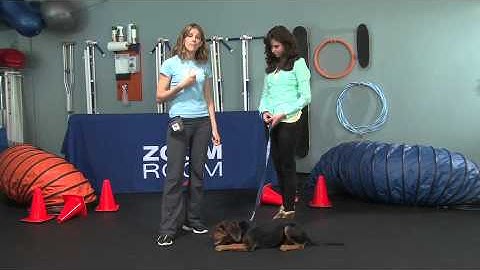 Puppytickle Training and Behaivor Socialization