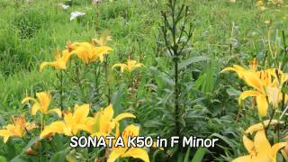 スカルラッティ　ソナタ選集　（SCARLATTI　Sonata  K1, K9, K14, K50, K56, K64, K98, K131, K135, K141）