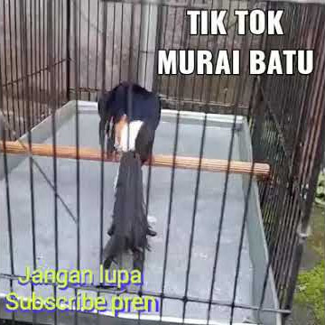 Tik tok murai batu kicau mania / status WA keren kicau mania murai batu