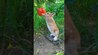 Minik Tavşan Ve Kaplumbağa Iş Birliği Ama Kaplumbağa Mutsuz