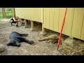 Shoveling My Cabin Foundation on a Hot Summer Day, Baby Steps!