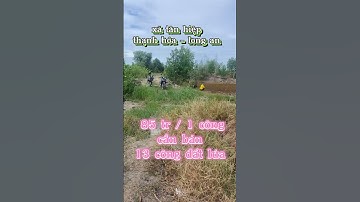 Bán đất lúa giá rẻ ở xã tân hiệp, thạnh hóa, long an.Sđt 0979920397