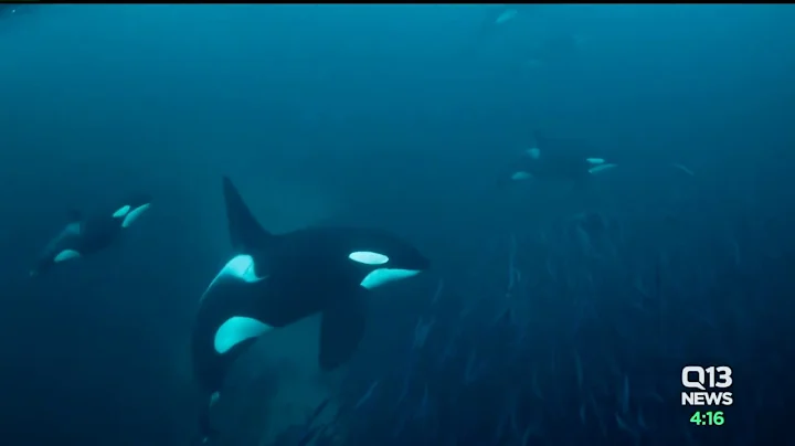 New Washington State directive aims to help endangered orcas