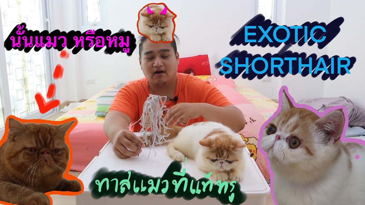 แมวขนสั้น  2022 Update  EP พิเศษ แนะนำน้องแมวที่บ้าน Exotic Shorthair ขนสั้นหน้าหมู