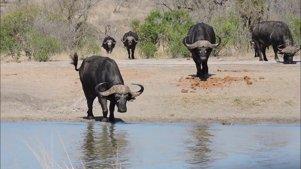 Buffaloes gathering at water holeBig boys YouTube