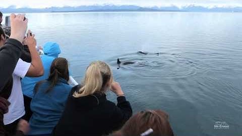 Un-Cruise-Wilderness Explorer Southeast Alaska & Travel Videos