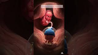 How is the baby delivered along with placenta || process of delivery