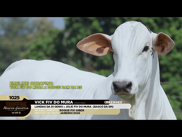 LOTE 1025   VICK FIV DO MURA   MURA 16214 zap