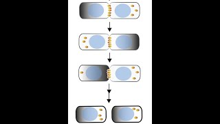 Min oscillations in an E. coli microcolony