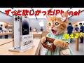 【大逆転】ずっと欲しかったiPhone！買える？と最新スマホを見つめる子猫ここにゃん...24万円の壁に涙するも奇跡の大逆転を果たした結果💰✨