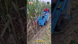 Amazing Corn Harvesting Machine 🌽