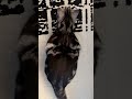 Cat APT dance. #cute #kitty #cuteanimal #cutecat #funny #kittten #cutepet #catvideos #meow #catlover