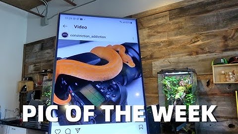 MC Pic Of The Week! Amazing Ball Python Combos!