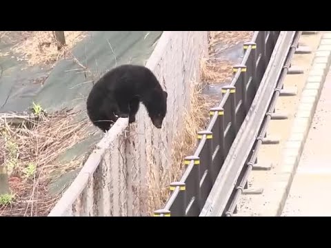 クマ！クマ！クマ！」取材クルーの前にクマ出没 フェンスを乗り越えて